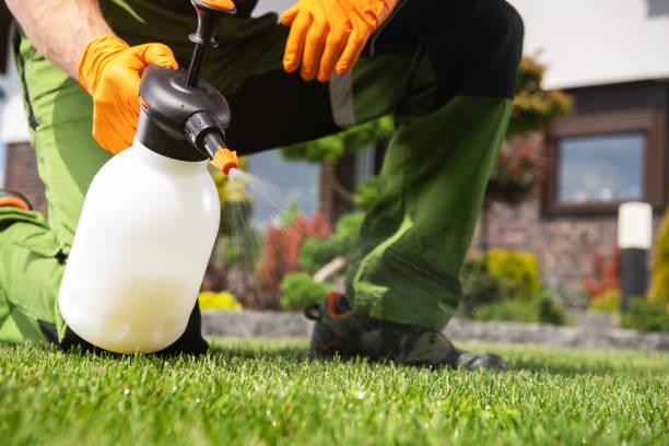 Best Flea Control Services  in Vista, CA